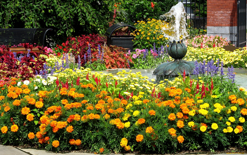 Агератум и бархатцы на клумбе