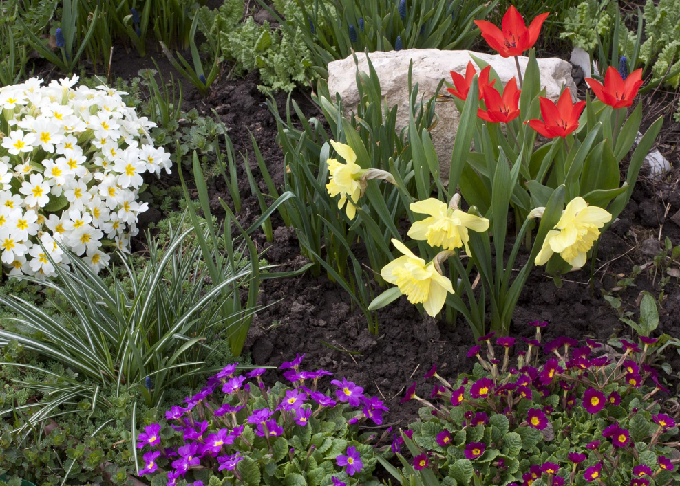 Миксбордер с гладиолусами