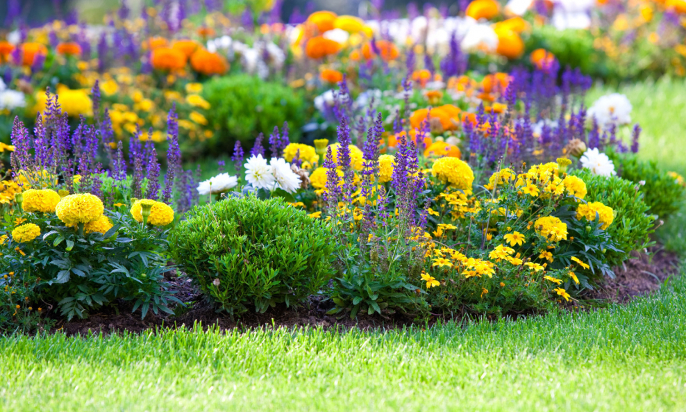 Миксбордер с гладиолусами