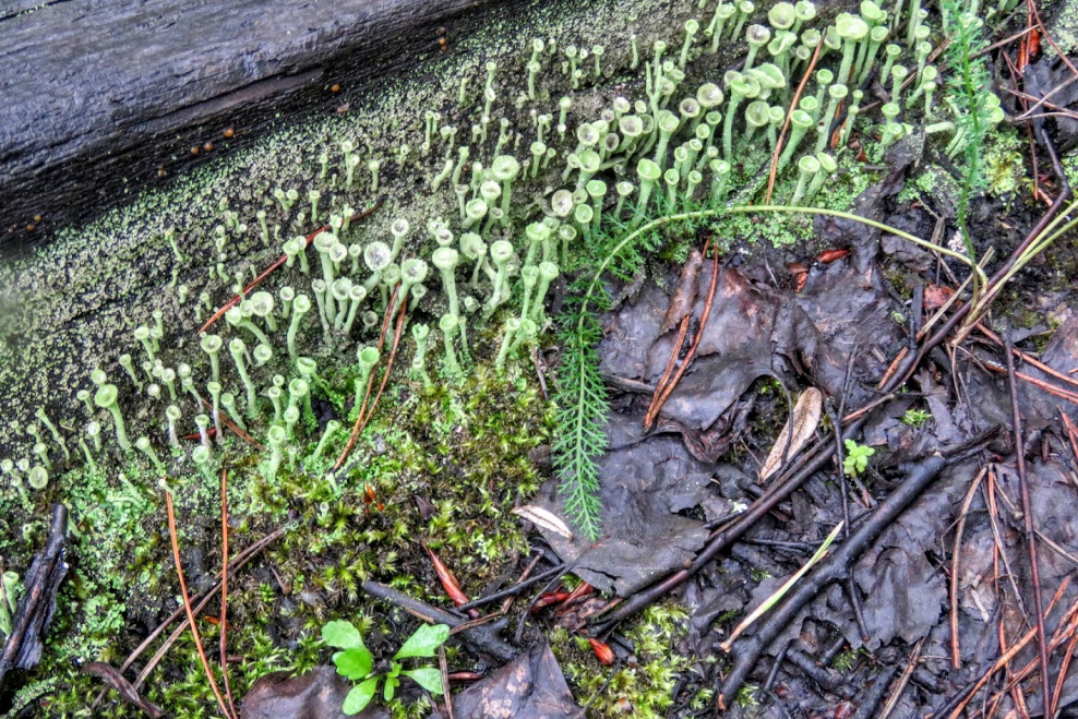 Пахизандра верхушечная Green Carpet