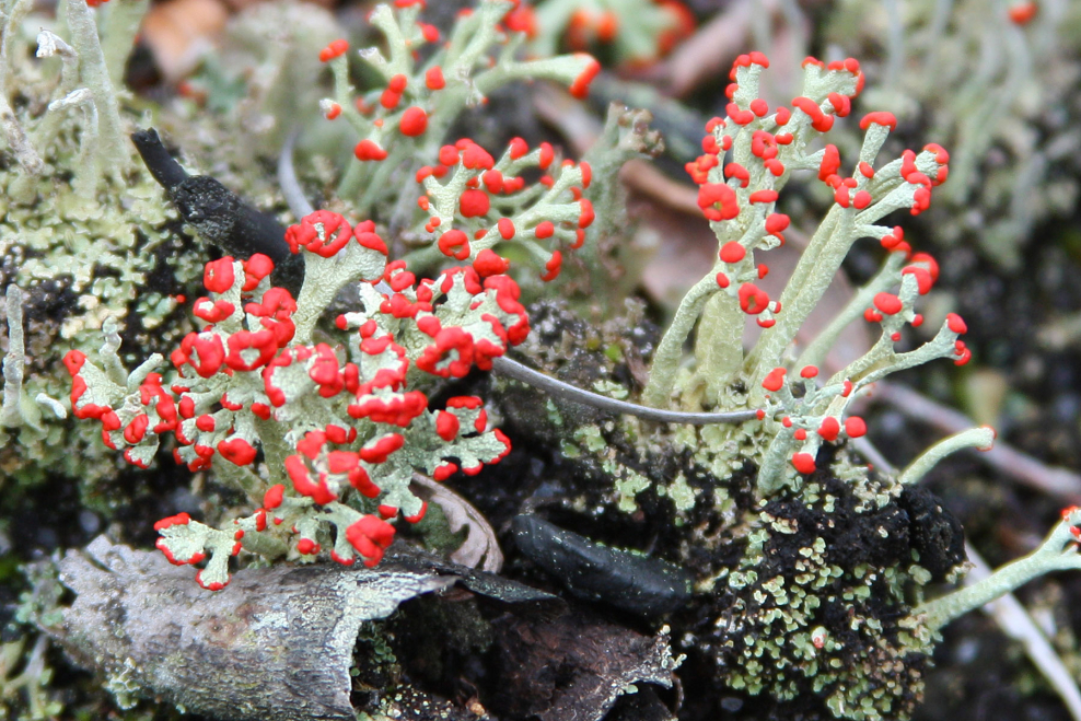 Кладония Снежная