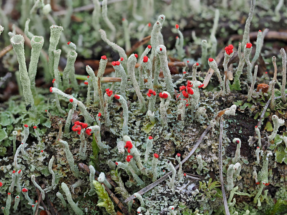 Мох кладония красная