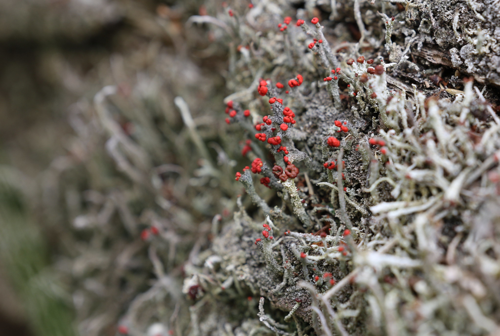 Кладония крупнолистная