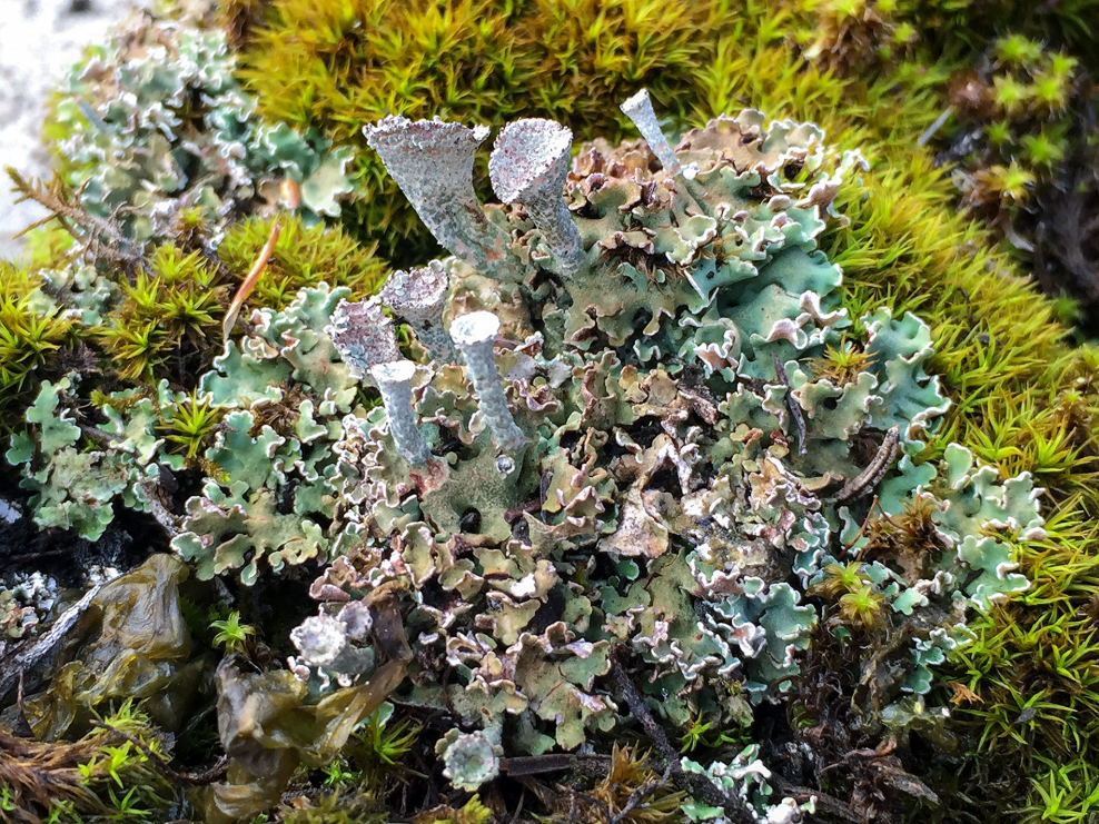 Кладония бескоровая