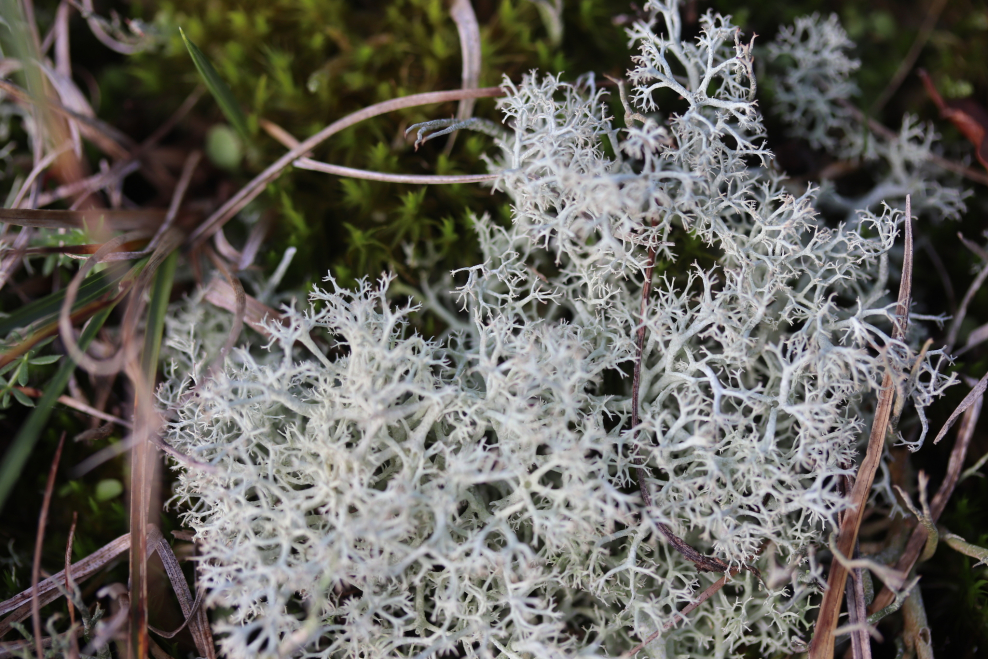 Кладония маргариткоцветная