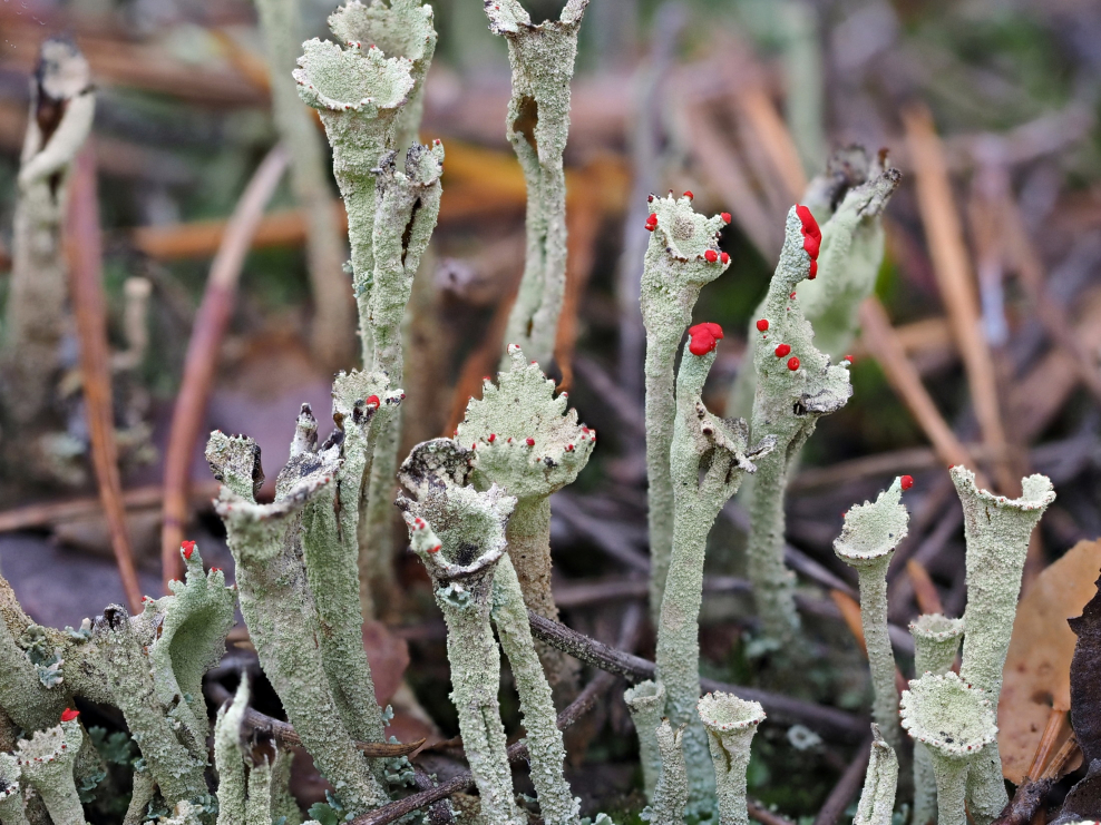 Thamnolia vermicularis