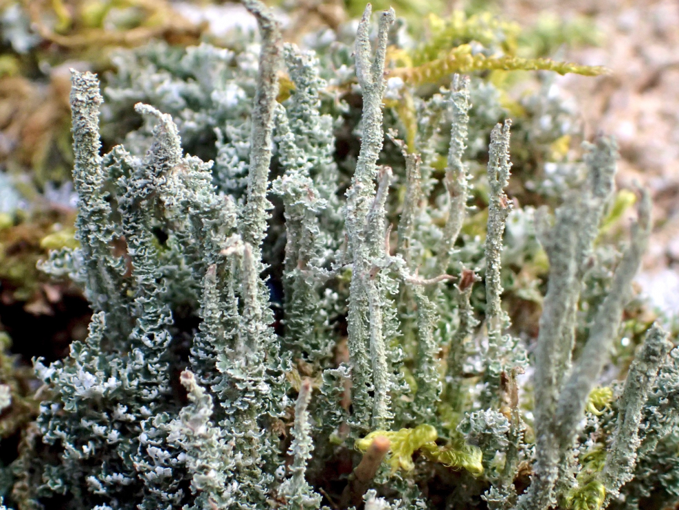 Кладония Флерке