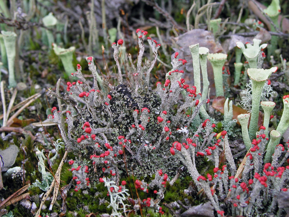 Кладония крупнолистная