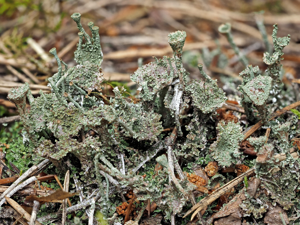 Мхи и лишайники острова Врангеля