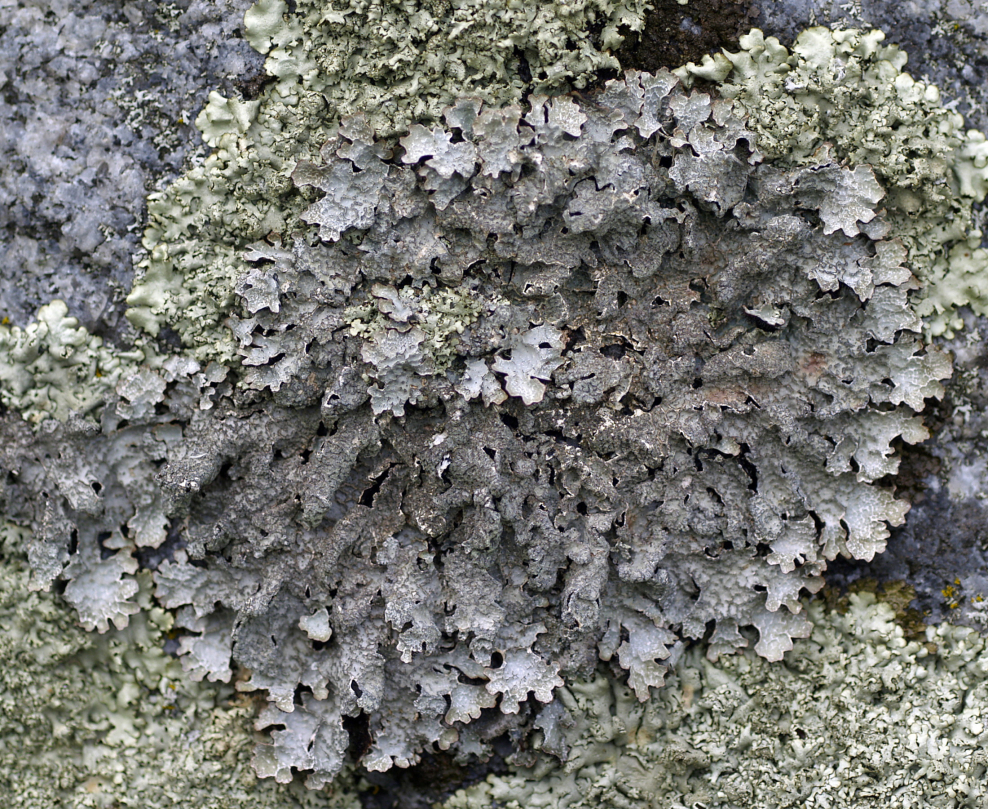 Декоративный мох