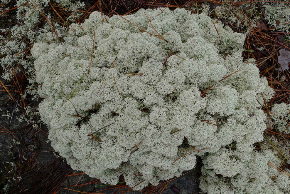 Кладония головчатая