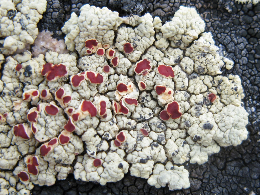 Кладония красная