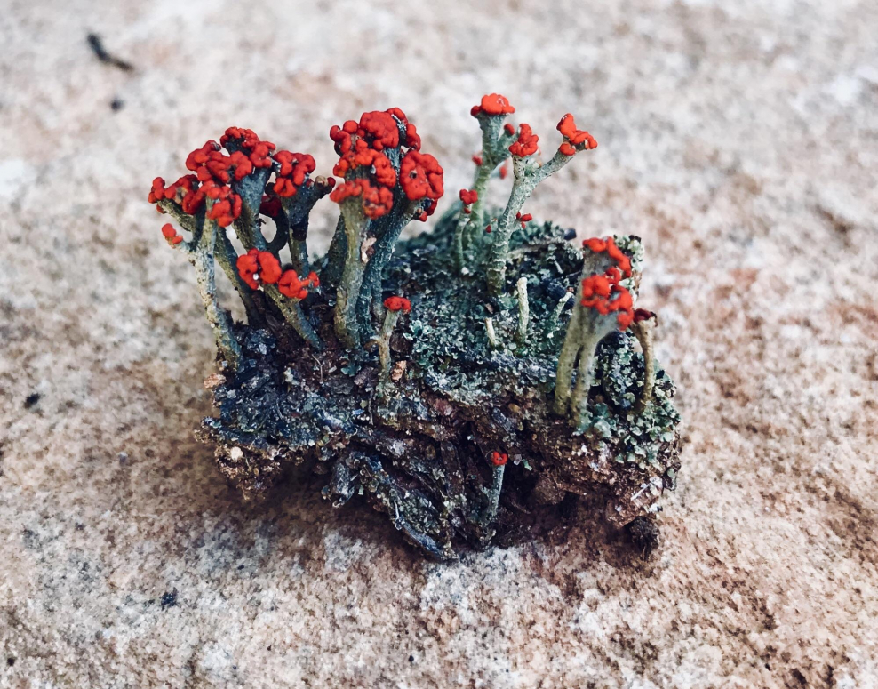 Информация о глухомани ( растение)