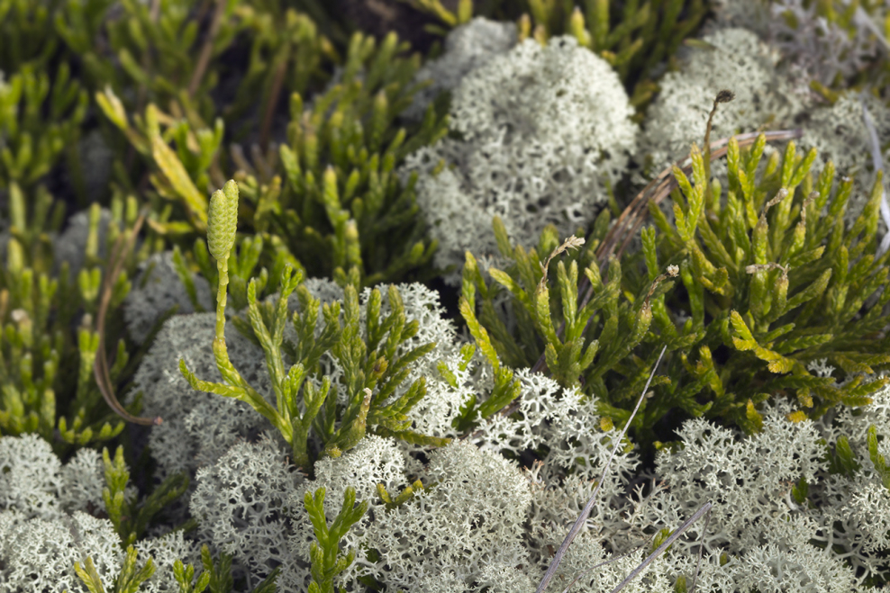 Стереокаулон Альпийский и кладония лосерогая