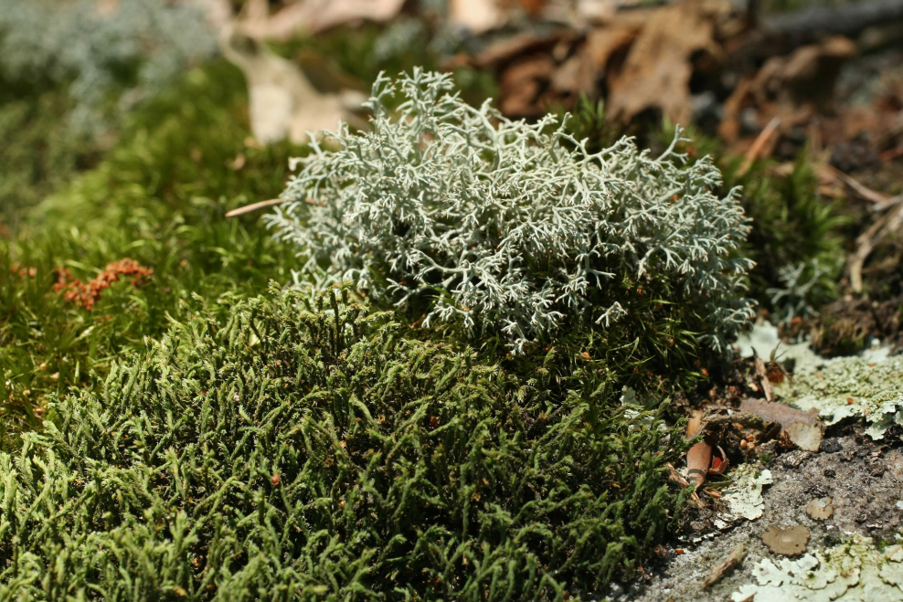 Цветет ягель в тундре