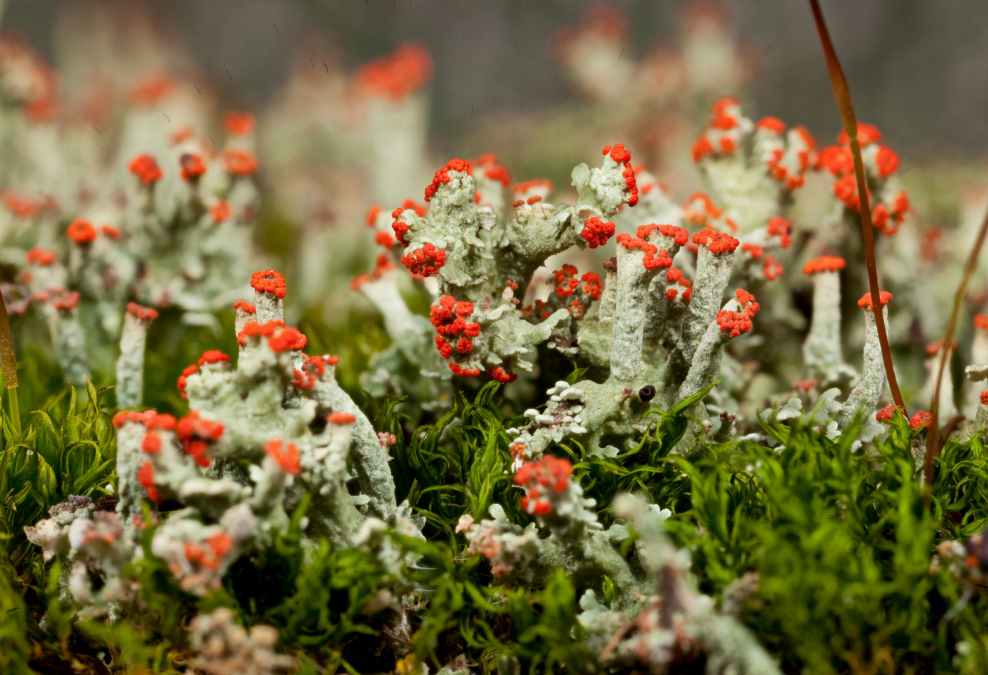 Cladonia coniocraea
