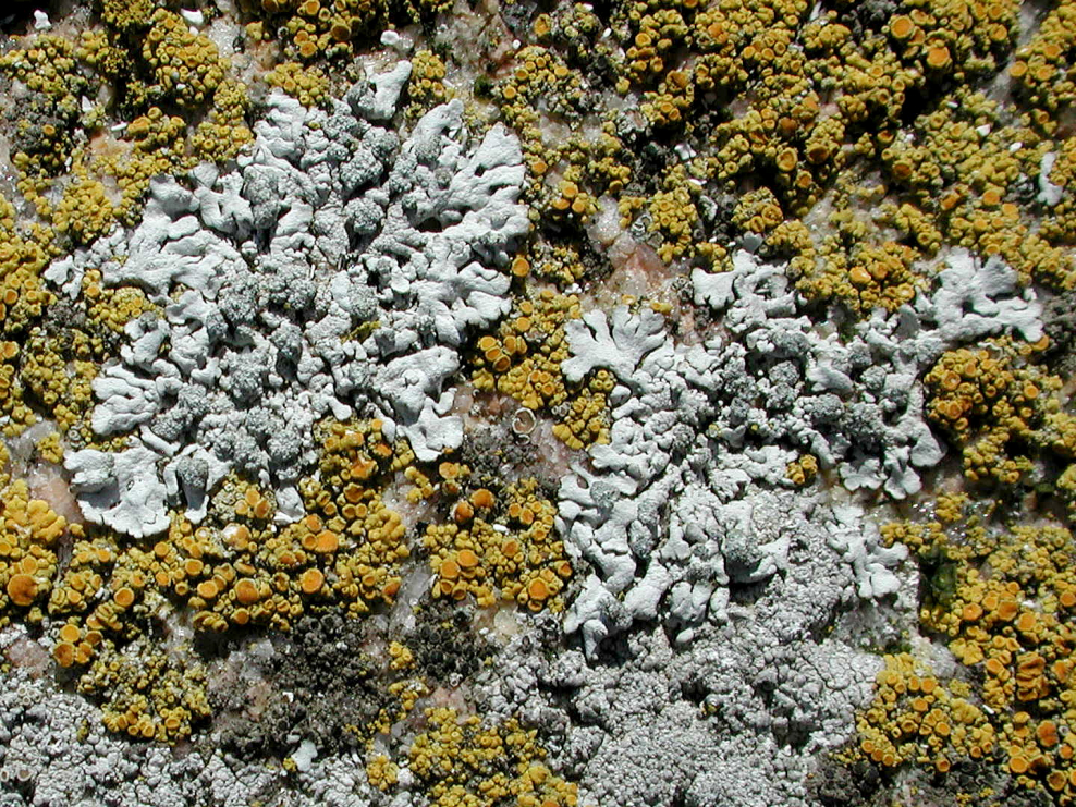 Кладония Арктическая