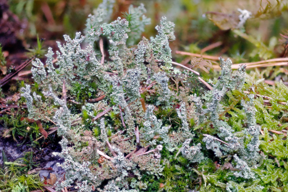 Кладония маргариткоцветная