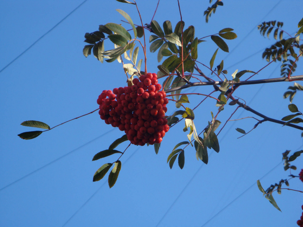 Рябина картина акрилом