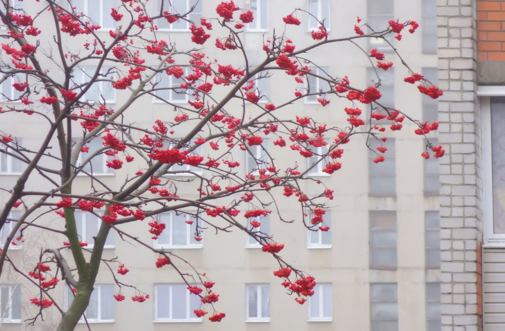 Рябиновые кисти