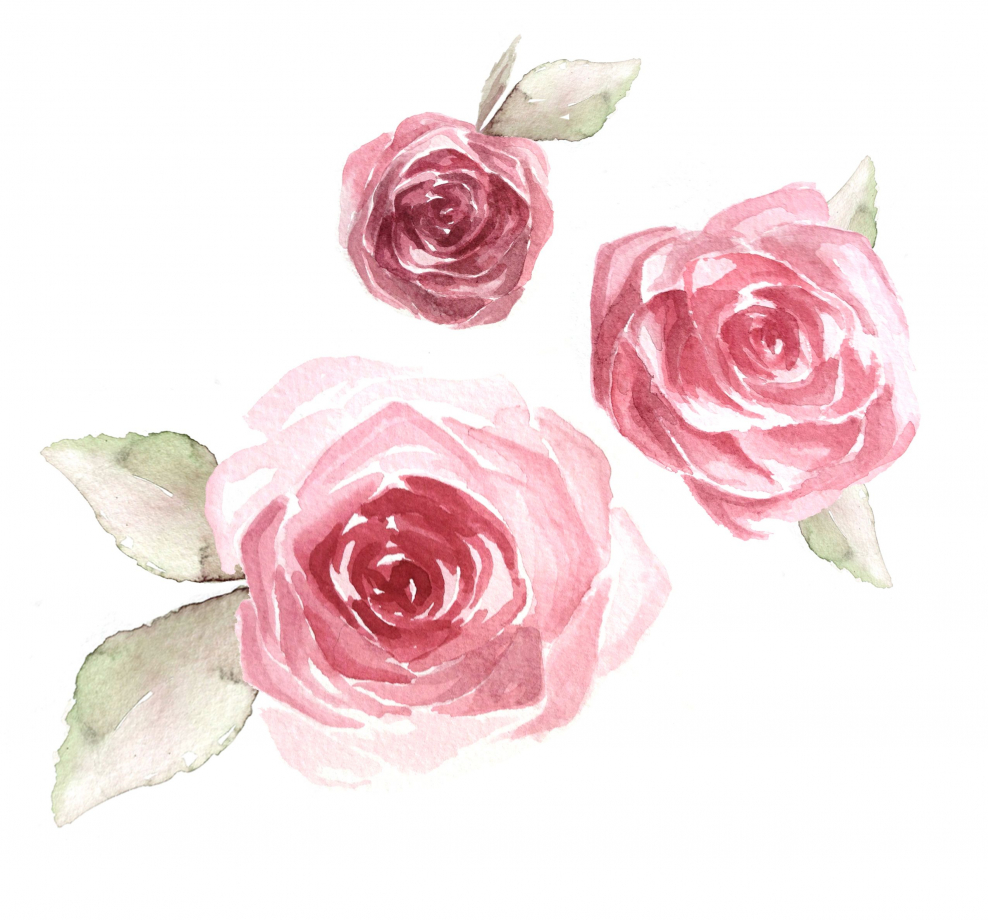 Розы акварелью на белом фоне