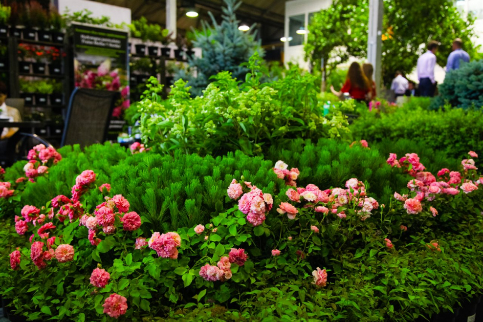 Сокольники парк мастер классы