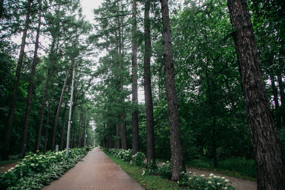 Парк Сокольники Центральная аллея