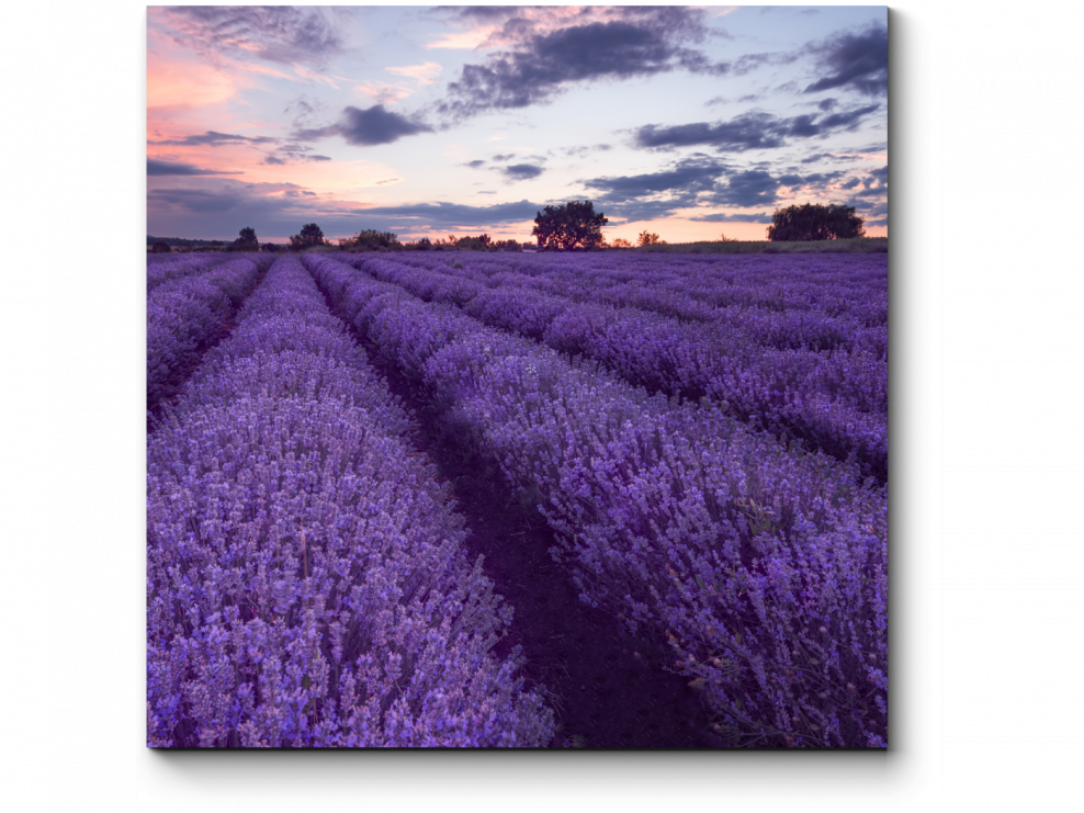 Оланта лавандовый Прованс
