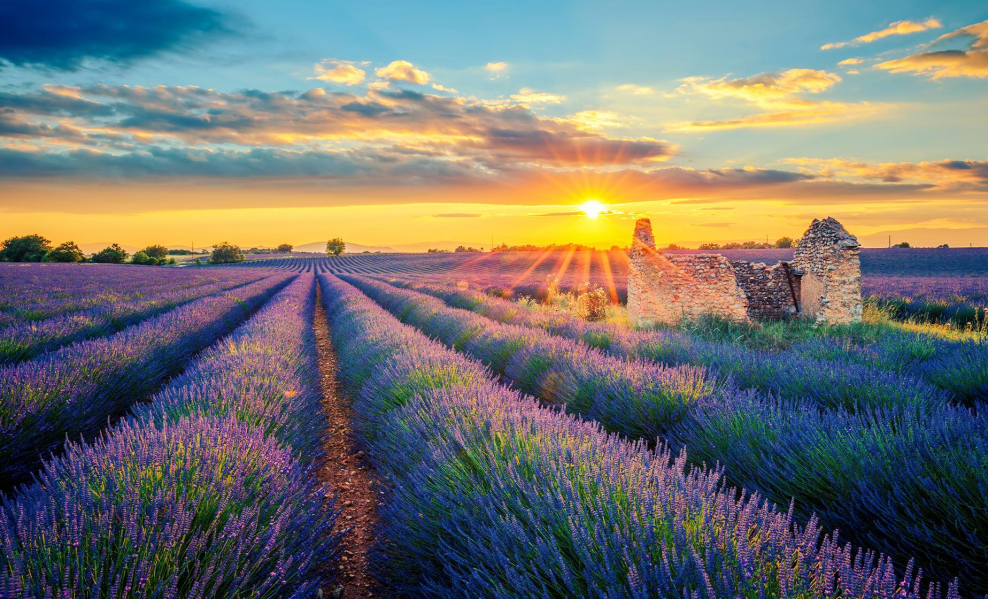 Прованс. ARTNOTE (Лавандовые поля) (арте)