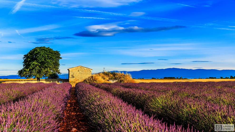 Поля Прованса во Франции