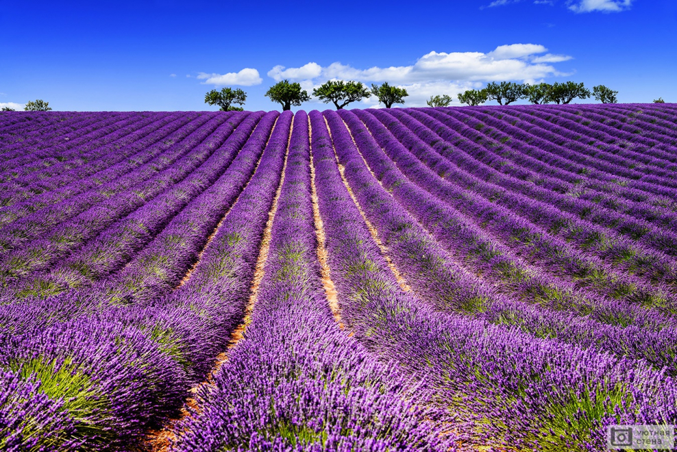Лаванда на юге Франции