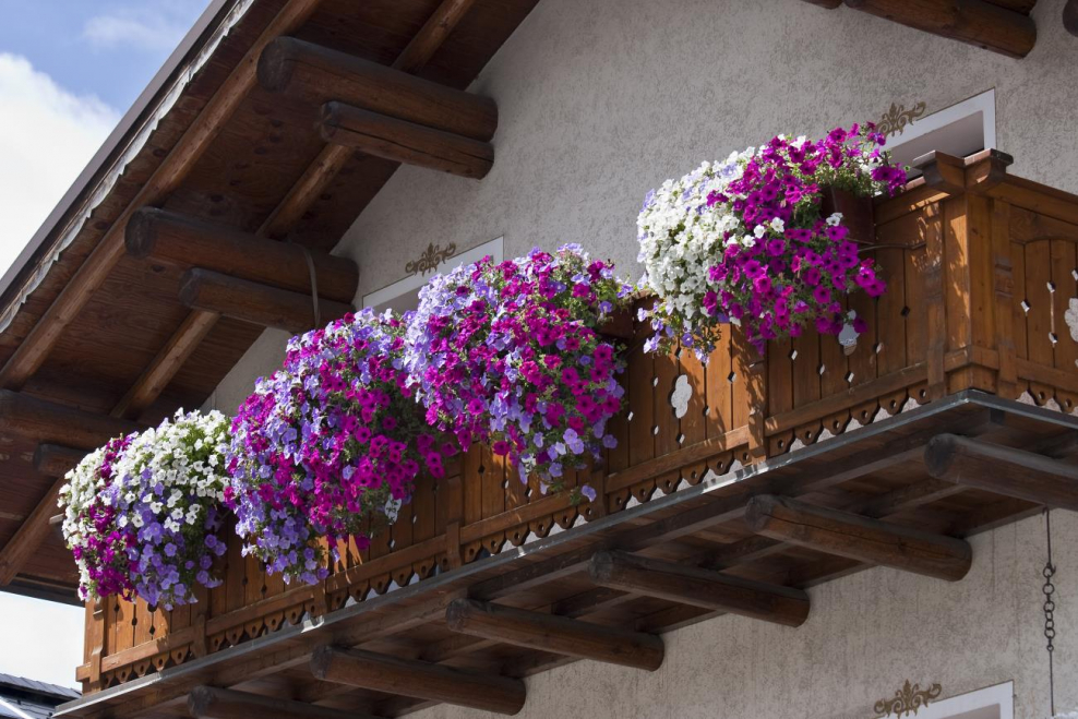 Петуния на балконе в ящиках