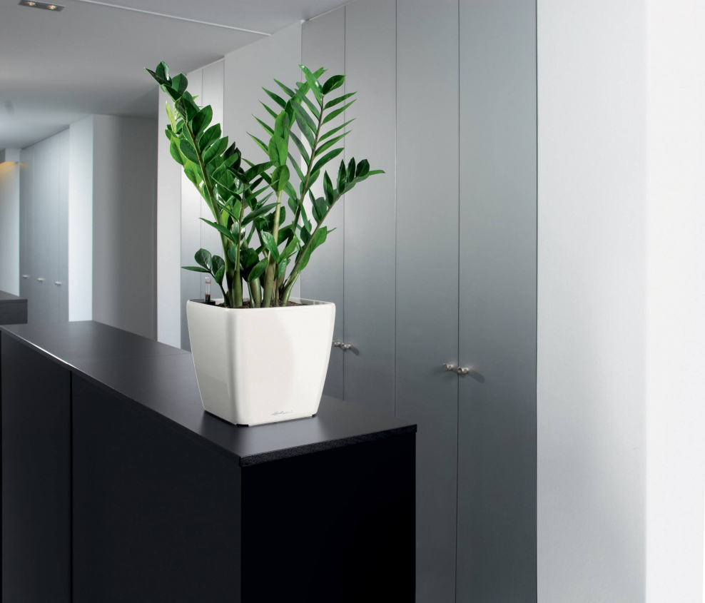 Замиокулькас в интерьере квартиры минимализма