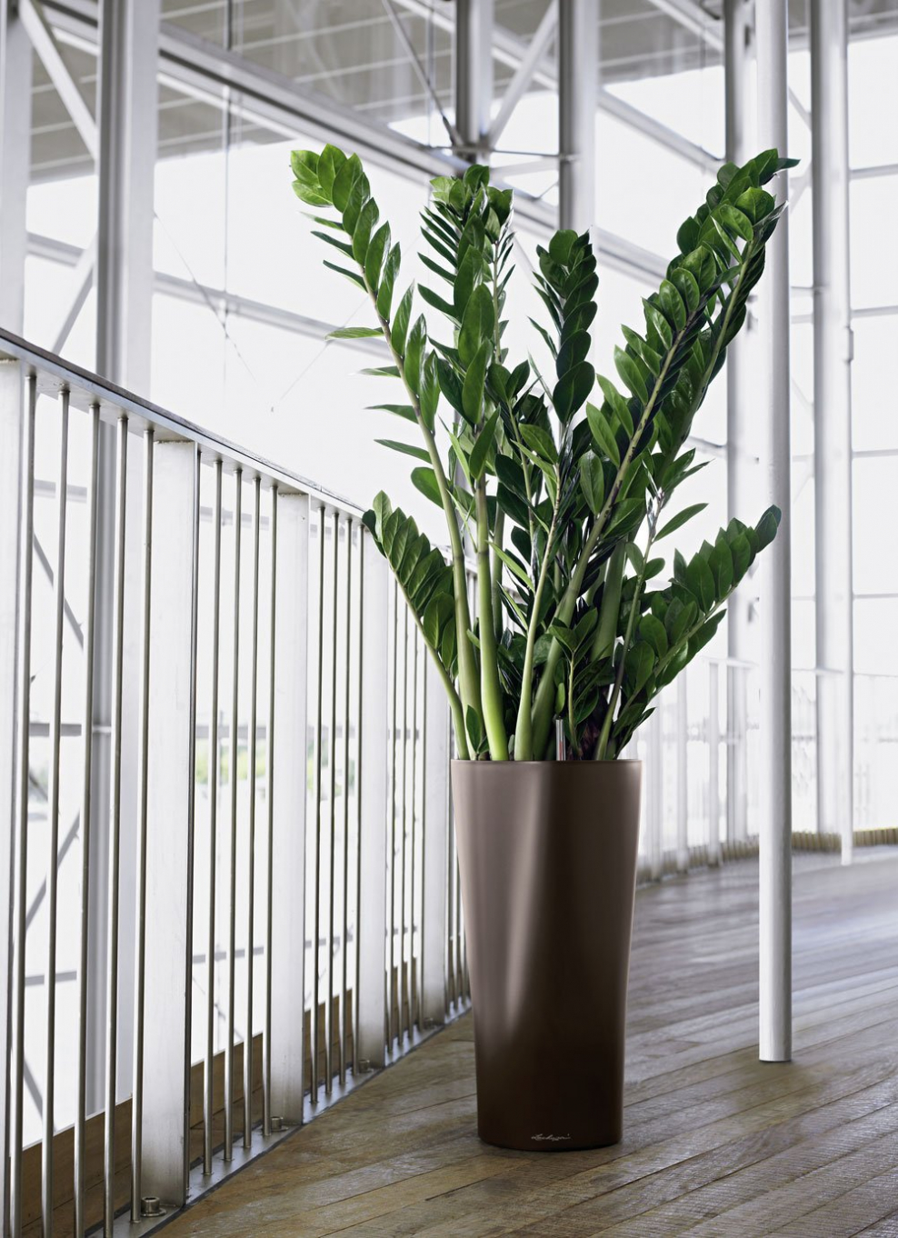 Замиокулькас и Сансевиерия в интерьере