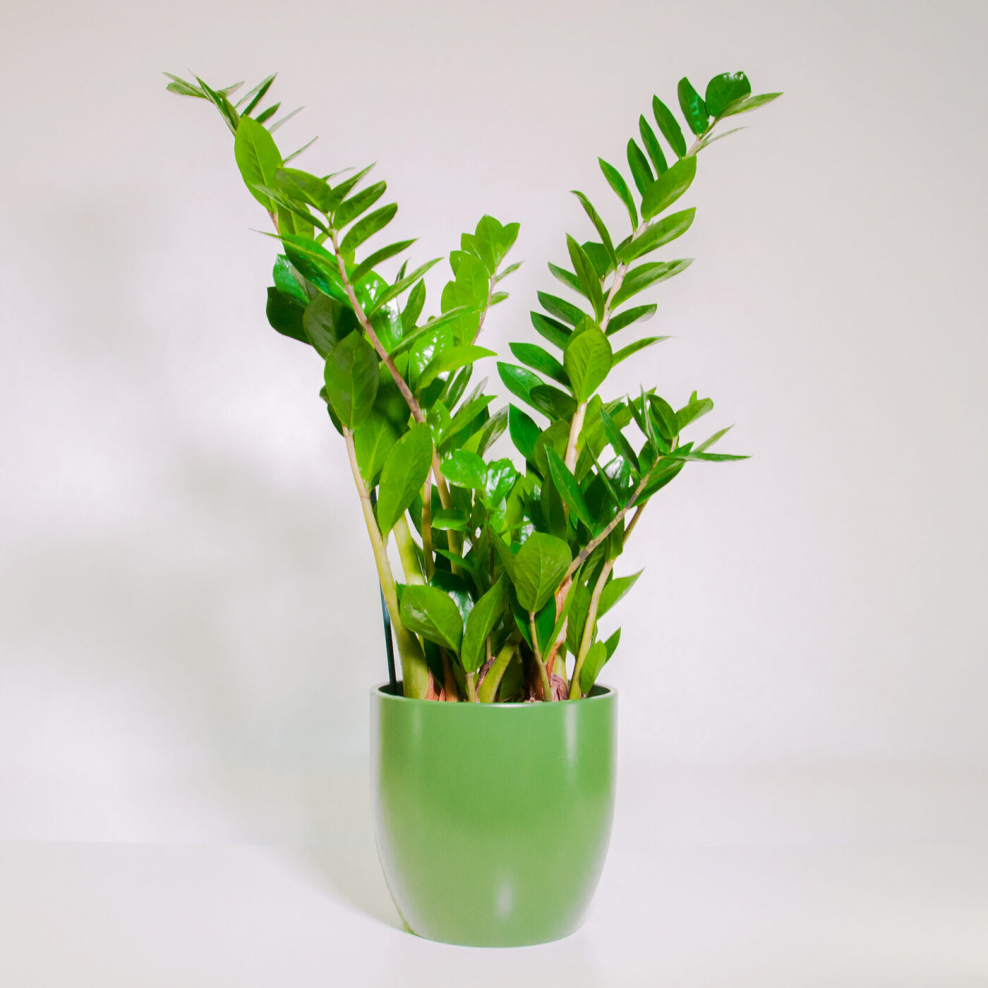 Замиокулькас