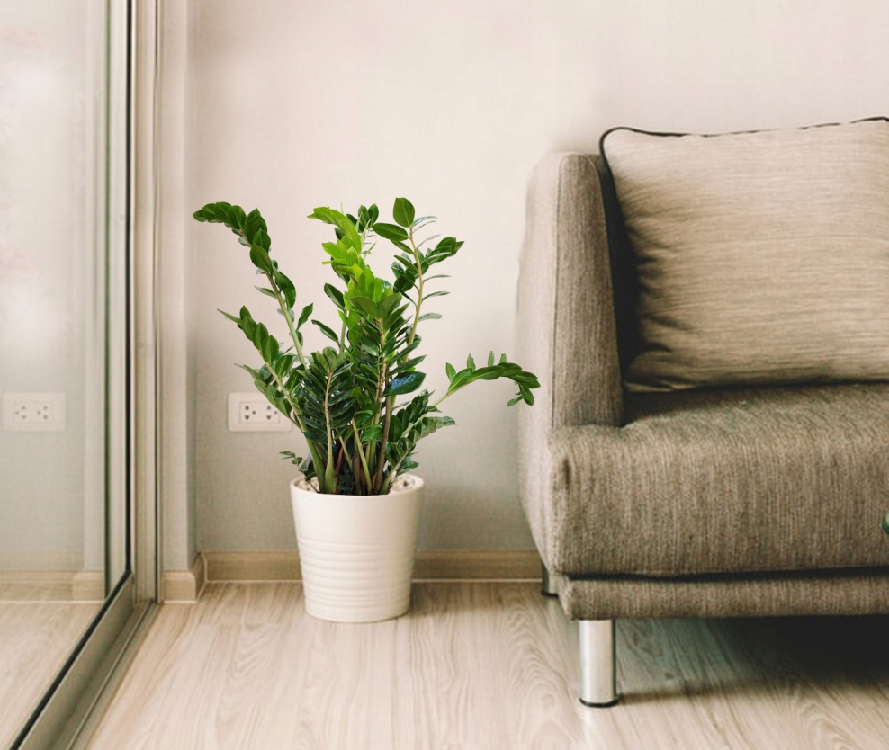 Замиокулькас в интерьере