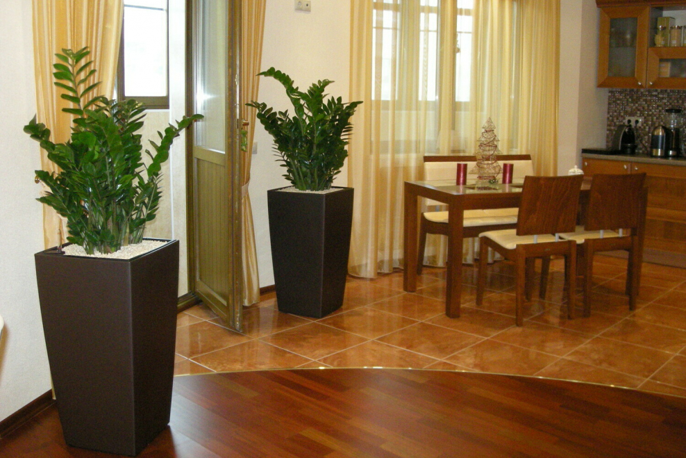 Замиокулькас в дикой природе