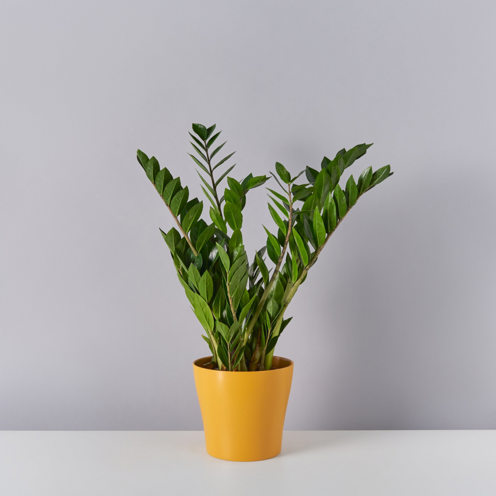 Замиокулькас на подоконнике