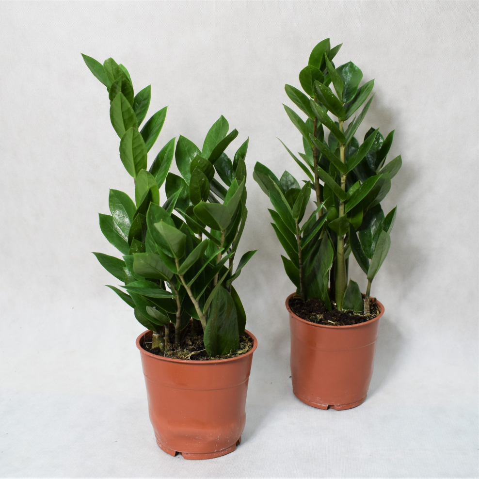 Горшок для замиокулькаса какой лучше