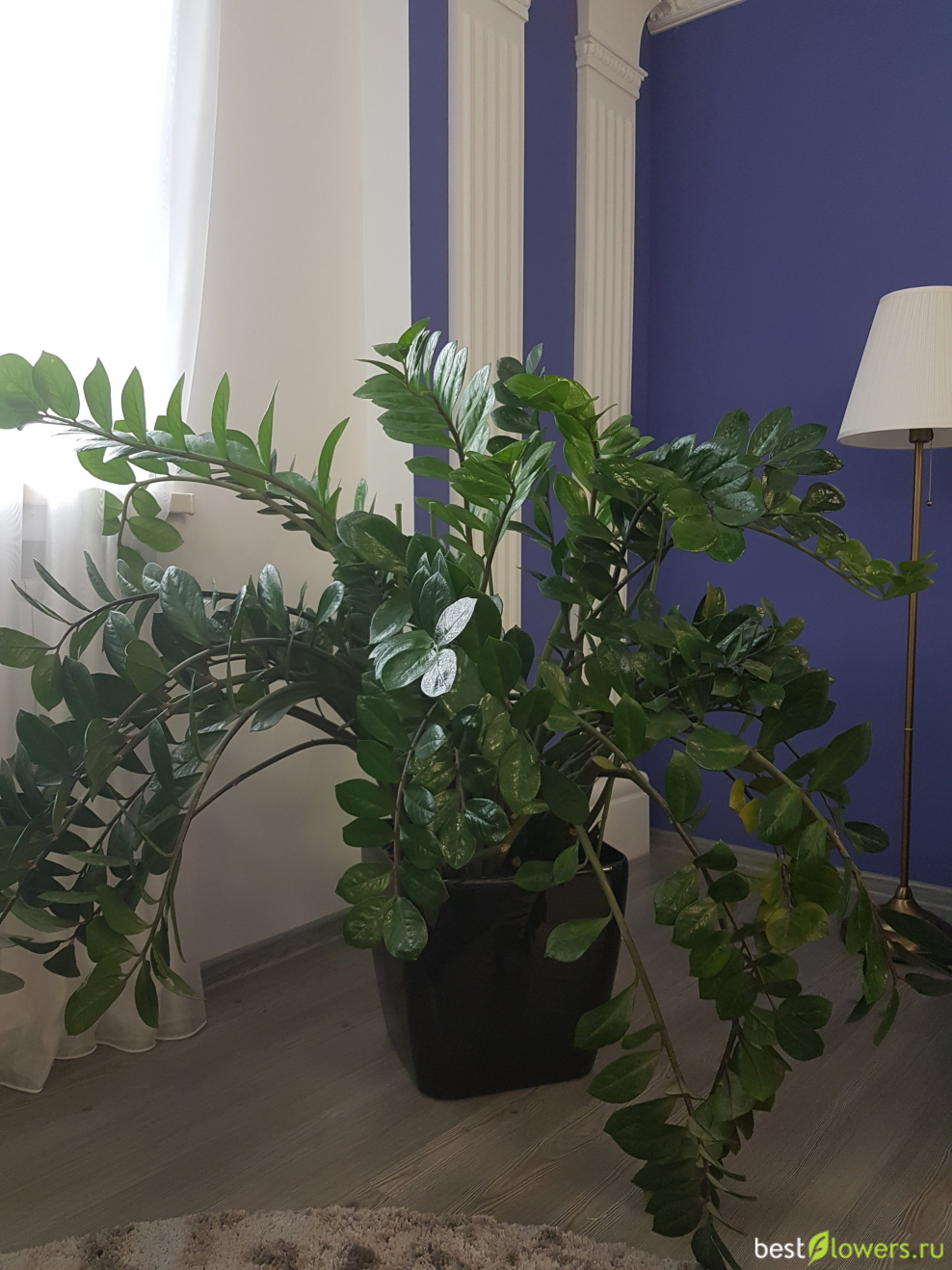 Замиокулькас Замифолия