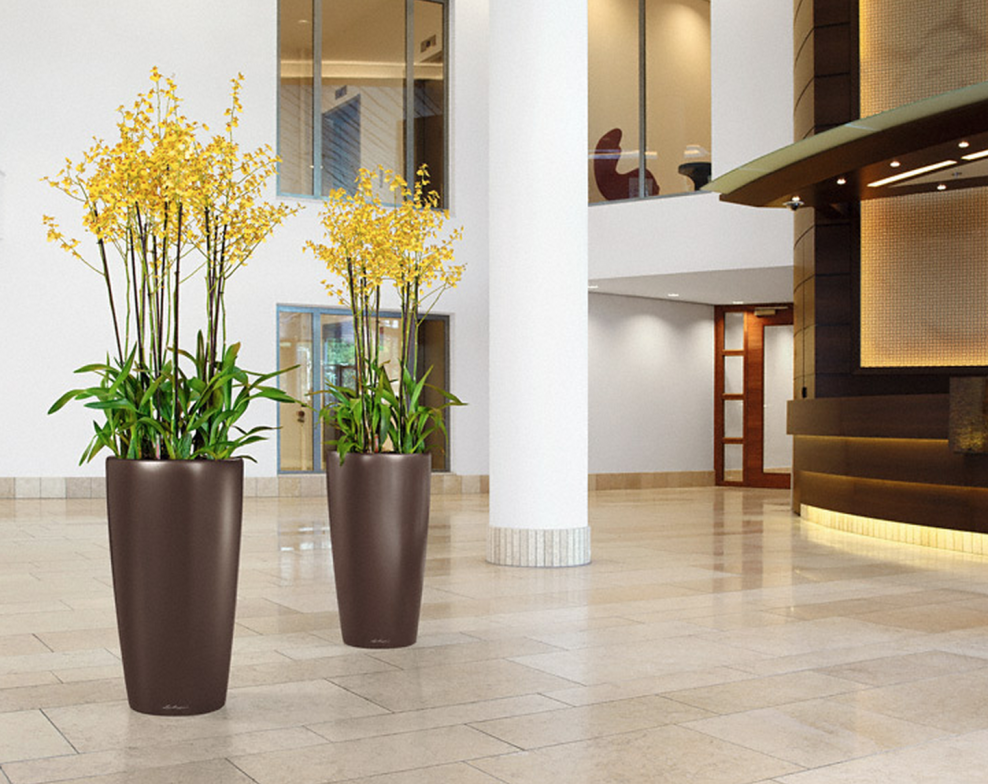 Суккуленты замиокулькас