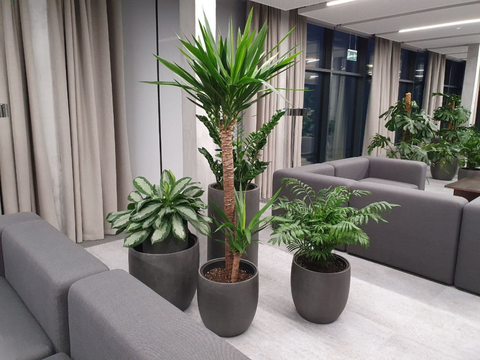 Замиокулькас Замифолия