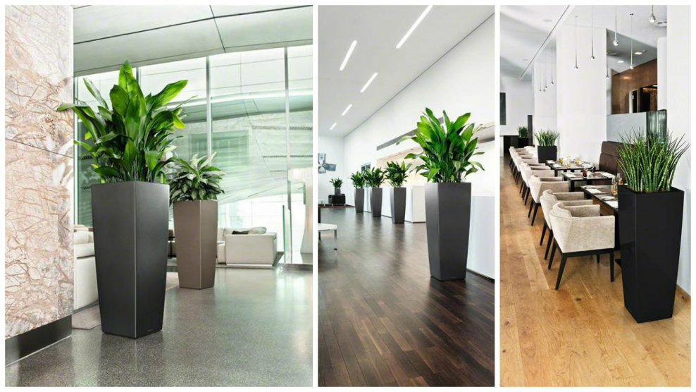 Замиокулькас в кашпо