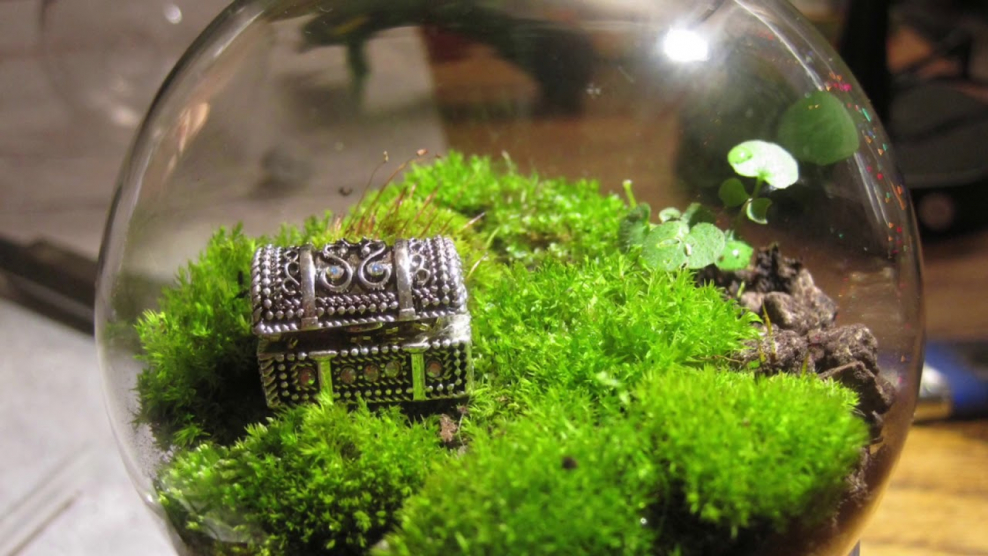 Флорариум со сфагнумом