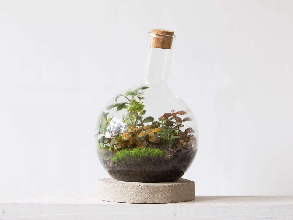 Дэвид Латимер экосистема