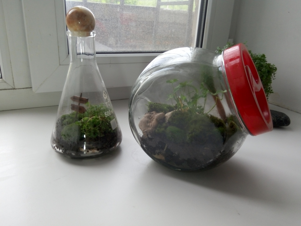 Дэвид Латимер традесканция