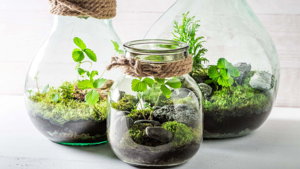 Флорариум Дэвида Латимера