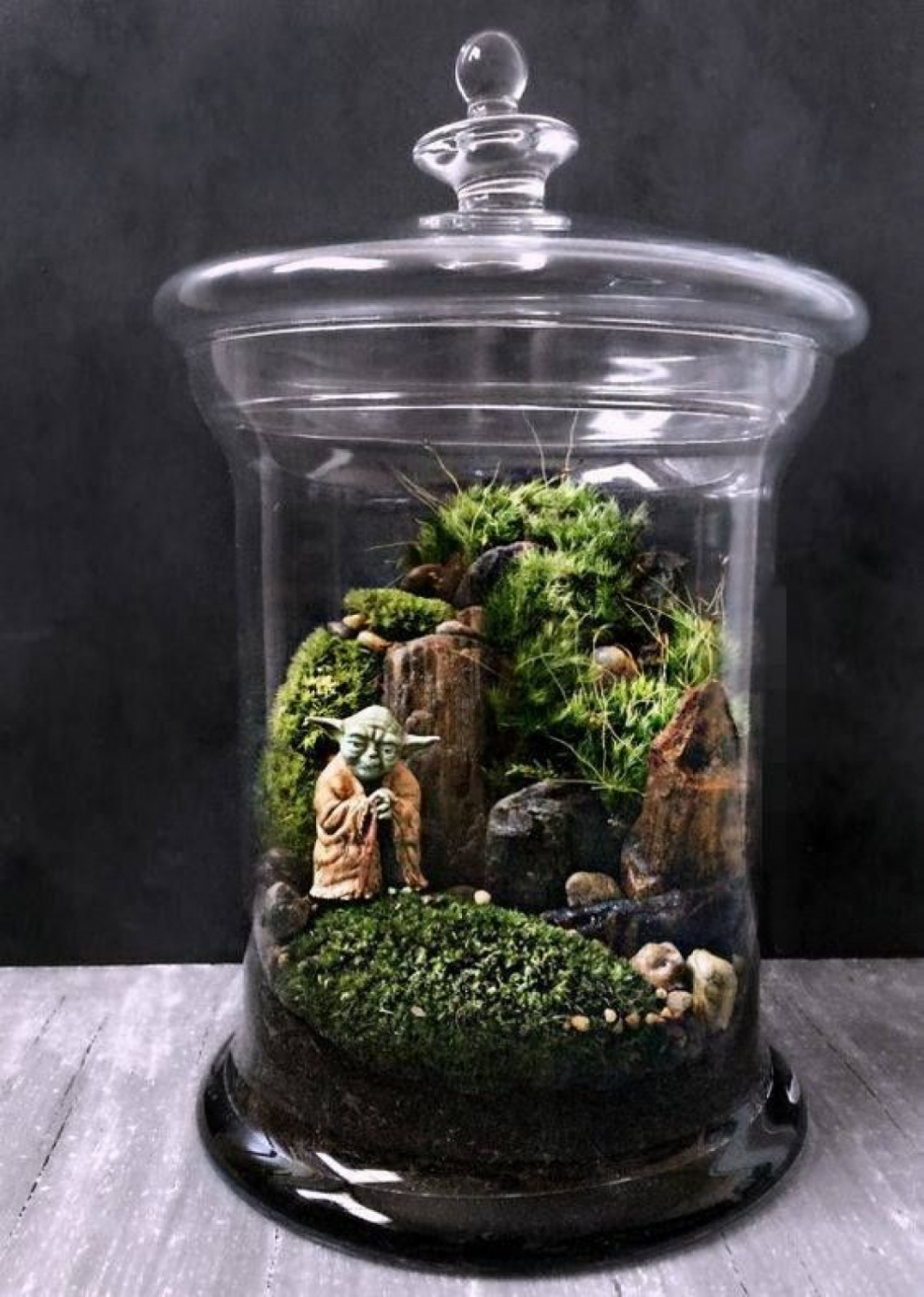 Мшарник террариум