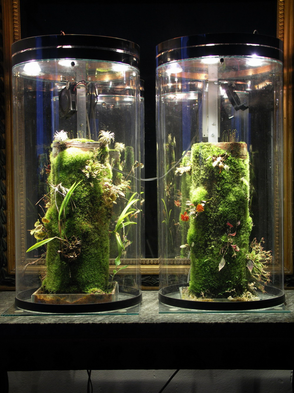 Вивариум флорариум