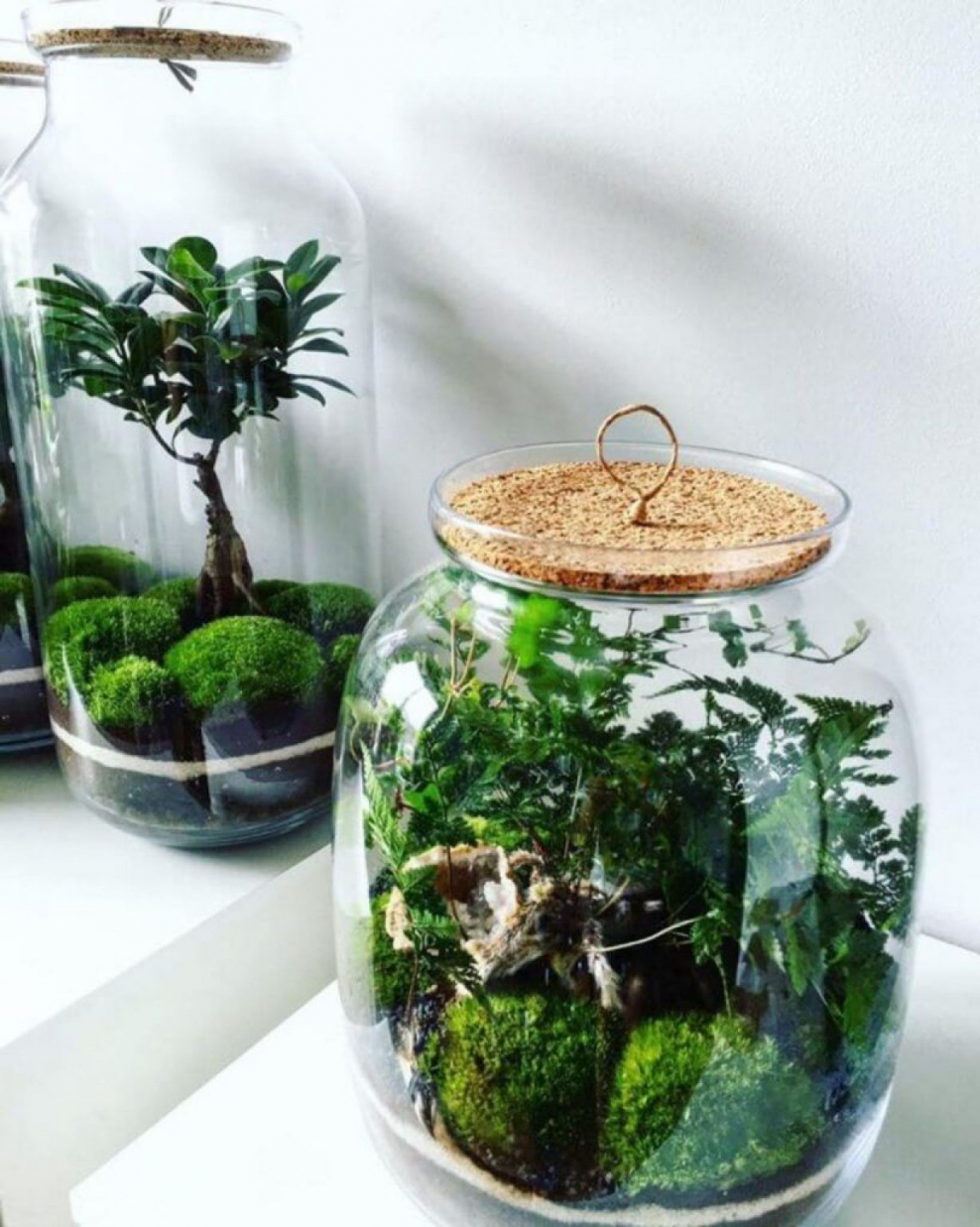 Флорариум замкнутая экосистема